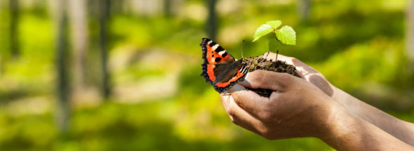 Rheuma Akademie Schmetterling auf der Hand