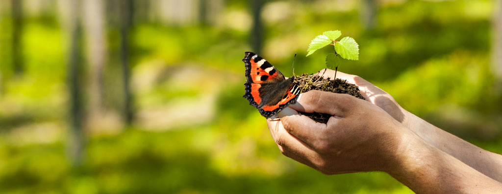 Rheuma Akademie Schmetterling auf der Hand