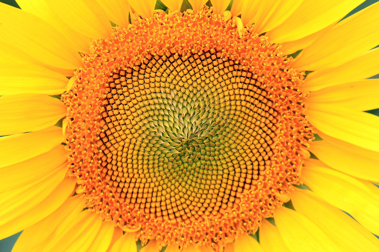 Rheuma Akademie Sonnenblume Sommer